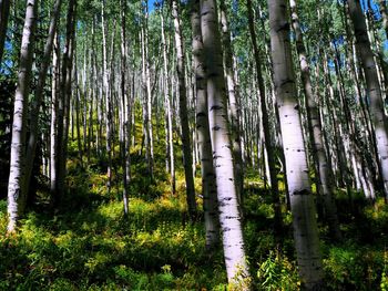 Trees in forest