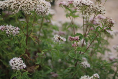 Close-up of purple flowering plants on field