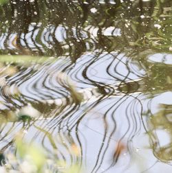 Full frame shot of plants in lake