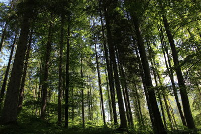 Low angle view of bamboo trees in forest