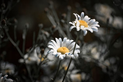 Close-up of white flowers blooming outdoors