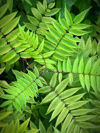 Full frame shot of green leaves