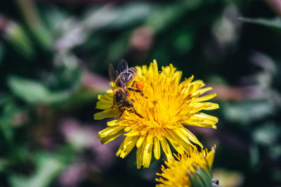 Close-up of bee pollinating on yellow flower