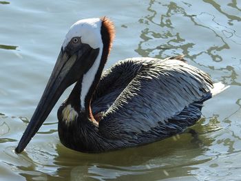 Close-up of duck swimming in lake