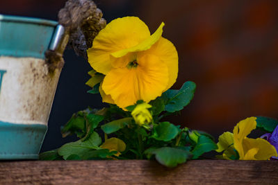 Close-up of yellow flower on table