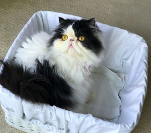 High angle portrait of a cat