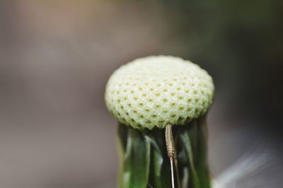 Close-up of a dandelion 