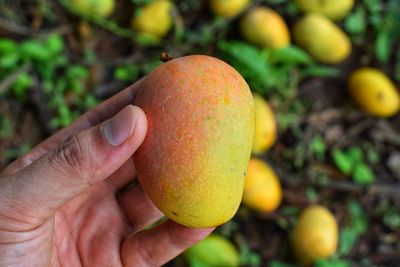 Close-up of hand holding apple