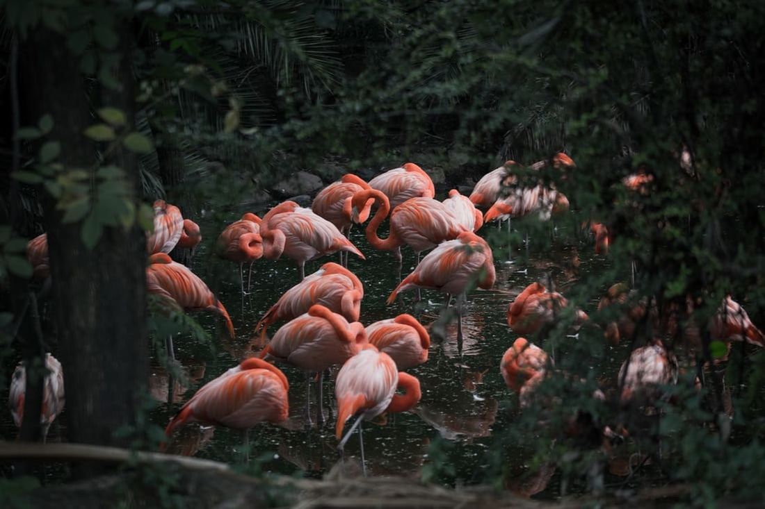 animal, animal themes, flamingo, animal wildlife, wildlife, group of animals, bird, nature, large group of animals, no people, pink, water, water bird, plant, beauty in nature, outdoors, day, forest, land, travel destinations, tree, lake, colony, jungle