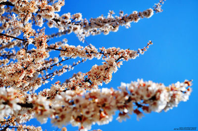 Low angle view of cherry blossoms against blue sky