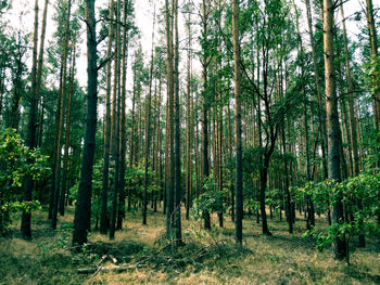 Trees growing in forest