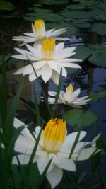 Close-up of water lily blooming in pond