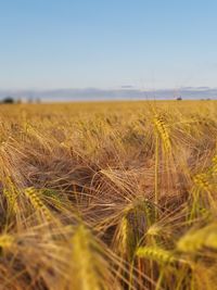 Wheat field against sky