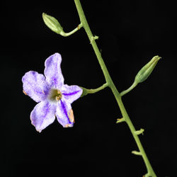 Close-up of purple flowers