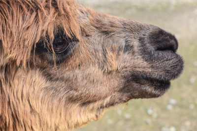 Close-up of llama on field