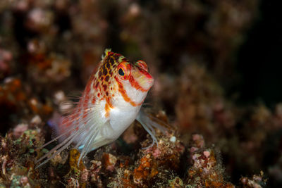 Close up of red hawk fish on coral in sea