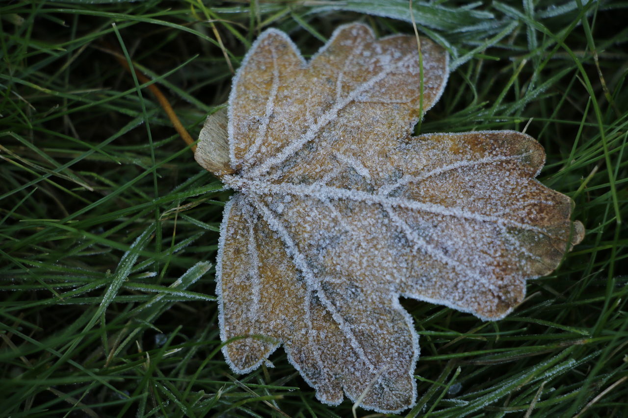 CLOSE-UP OF DRY MAPLE LEAF ON GRASS