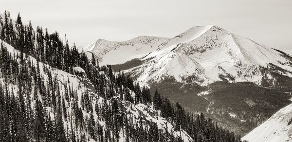 Pine trees on snowcapped mountains against sky