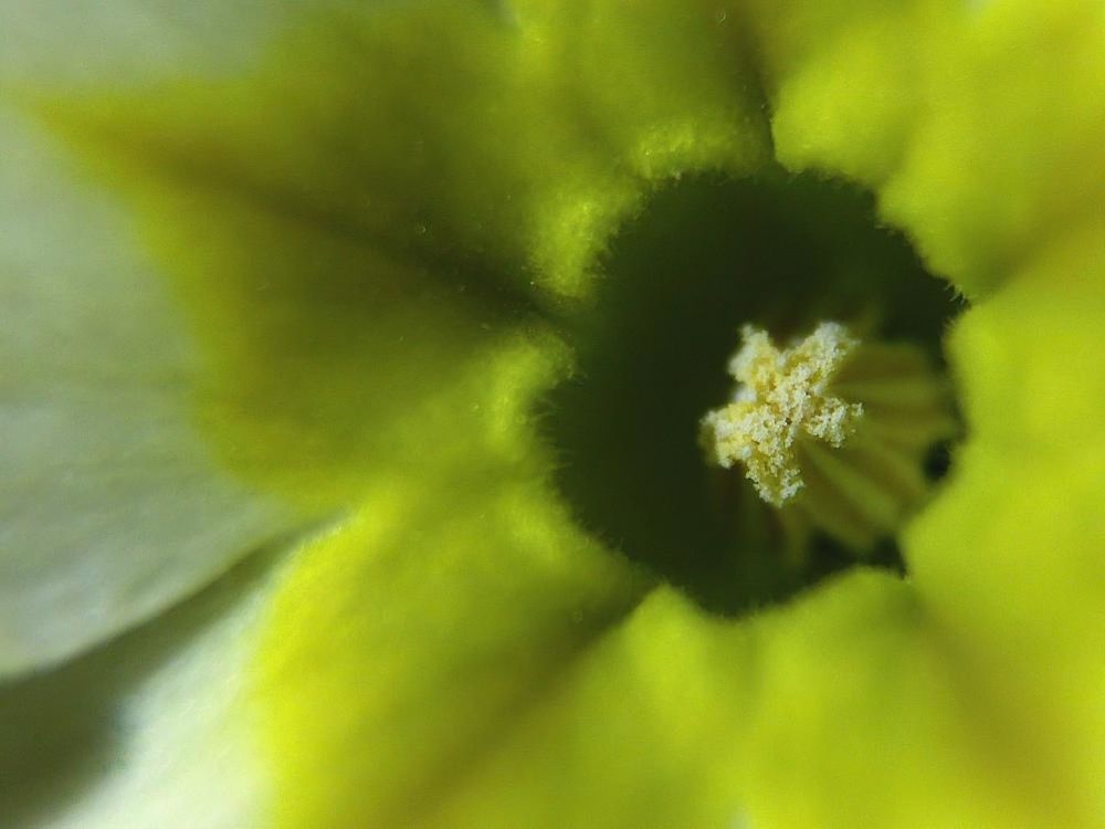 flower, freshness, growth, fragility, petal, flower head, beauty in nature, close-up, nature, single flower, plant, selective focus, blooming, focus on foreground, pollen, in bloom, stamen, macro, botany, blossom