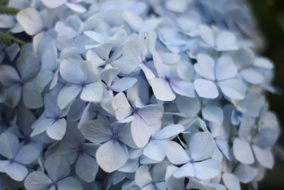 Close-up of white hydrangea flowers