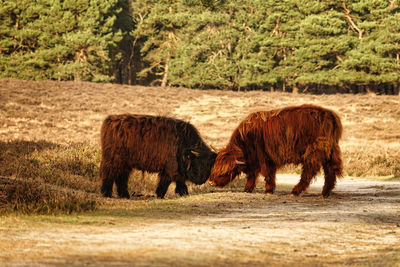 Scottish highlanders playing