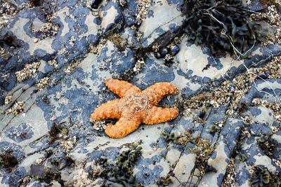 High angle view of star fish on rock