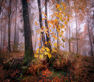 Trees in forest during autumn