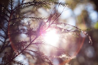 Low angle view of tree during sunset
