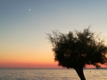 Silhouette tree on beach against clear sky
