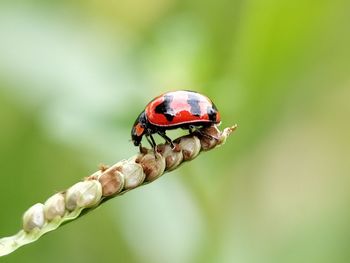 Close-up of ladybug on leaf