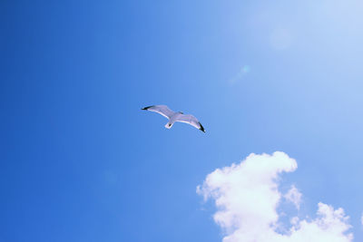 Low angle view of bird flying against blue sky
