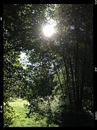 Sun shining through trees