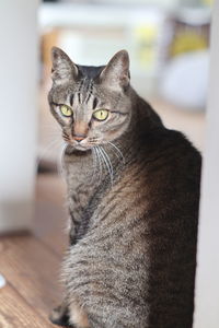 Close-up of a cat looking away