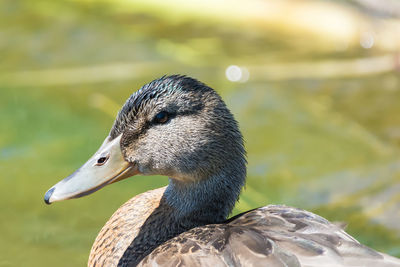 Close-up of sparrow on lake