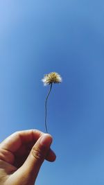 Hand holding white flower against blue sky