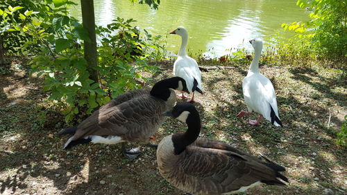 Ducks at lakeshore