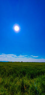 Scenic view of field against blue sky