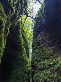 Low angle view of moss growing on tree trunk