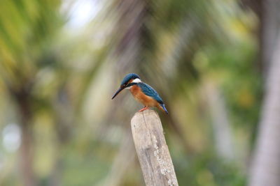 Close-up of bird perching on tree