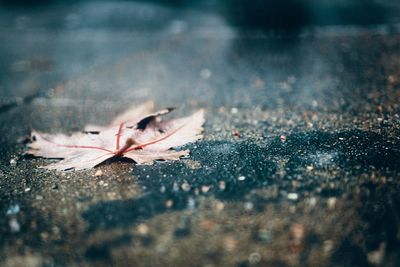 Close-up of fallen maple leaf during autumn