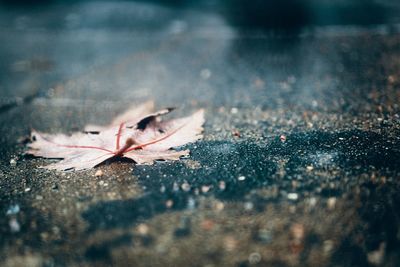 Close-up of fallen maple leaf during autumn