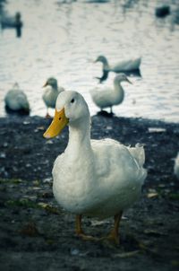 Close-up of swan swimming in lake