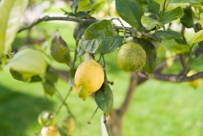 Close-up of lemons growing on tree