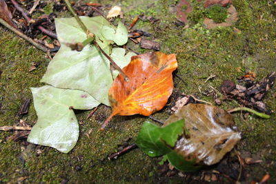 Close-up of maple leaves on field