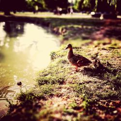 Close-up of bird perching on grass