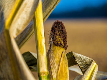 Close-up of corn growing outdoors