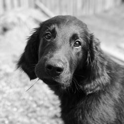 Close-up portrait of dog