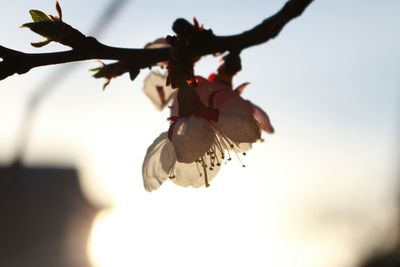 Low angle view of leaves