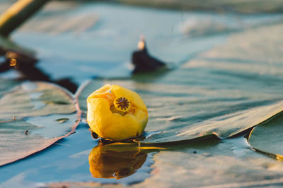 Close-up of yellow flower floating on water