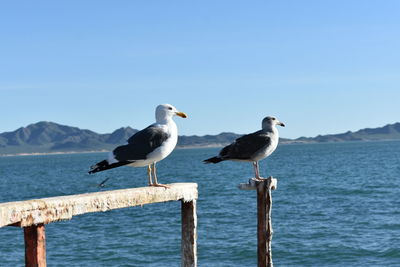 Seagulls perching on wooden post by sea against clear sky